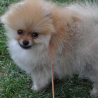Pomeranian Puppy