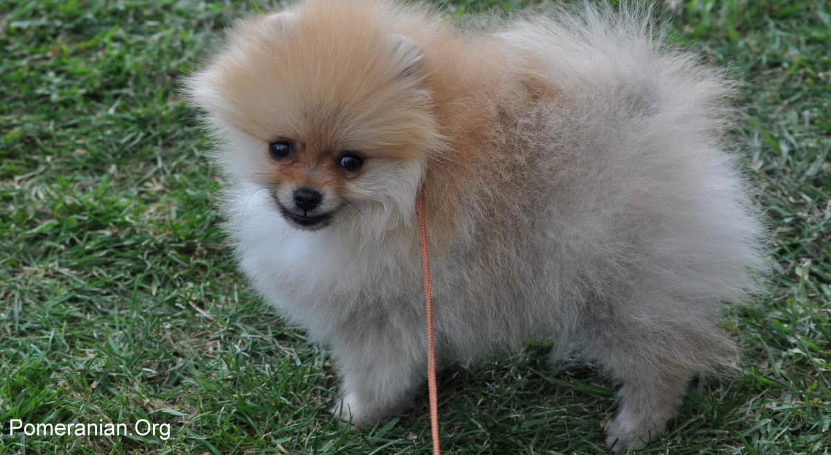 How to Care for Pomeranian Teeth