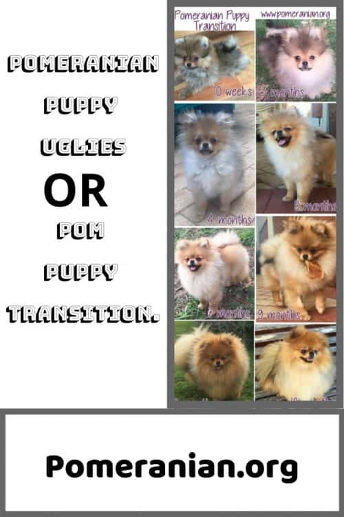 Pomeranian Puppy Uglies Before and After Pictures