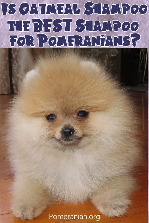 Pomeranian shampoo