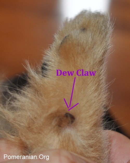 Pomeranian dewclaw