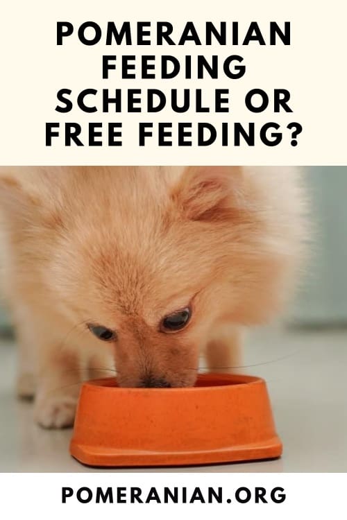 https://pomeranian.org/wp-content/uploads/2015/10/Pomeranian-feeding-schedule.jpg