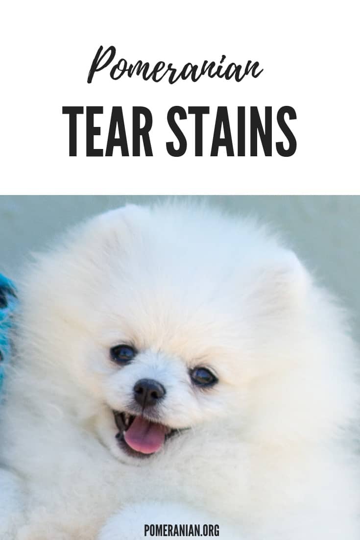 Pomeranian Tear Stains