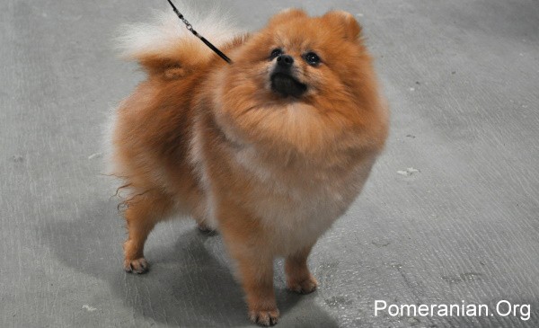 Pomeranian