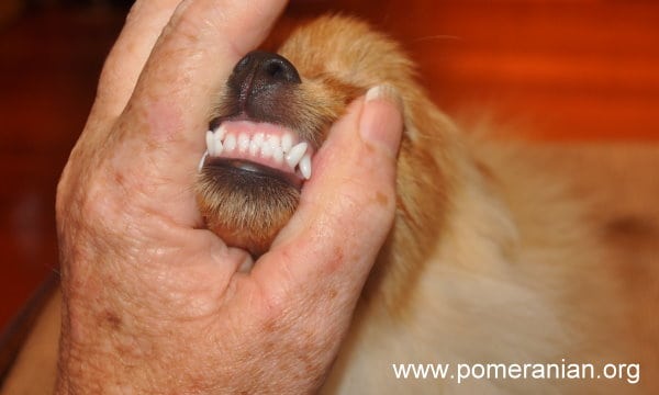 Pomeranian Teeth