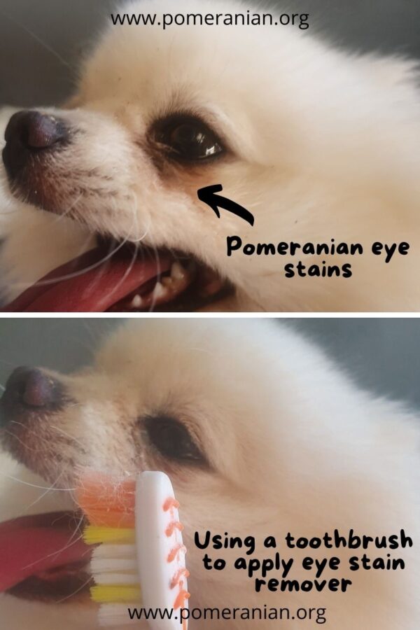 How to Remove and Prevent Pomeranian Tear Stains