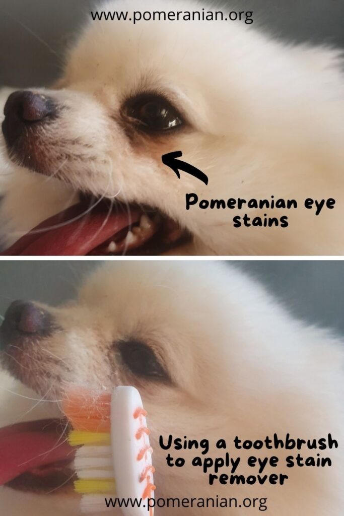 Removing Pomeranian Eye Stains