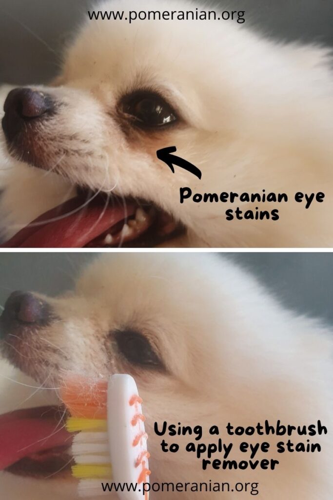 Pomeranian shop tear stains