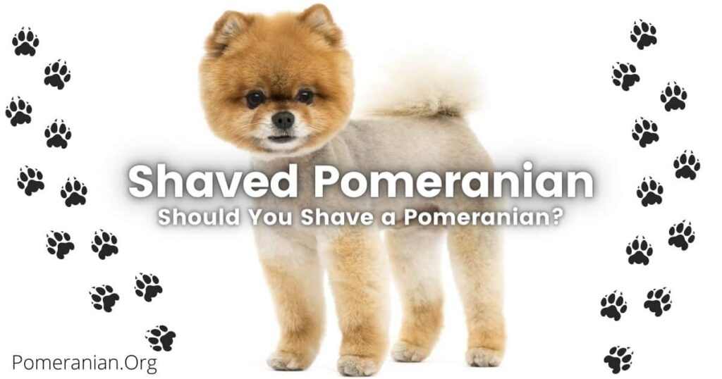 Shaved Pomeranian Dog