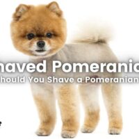 Shaved Pomeranian Dog