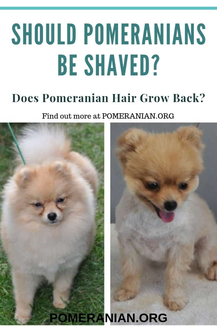 do pomeranians need haircuts