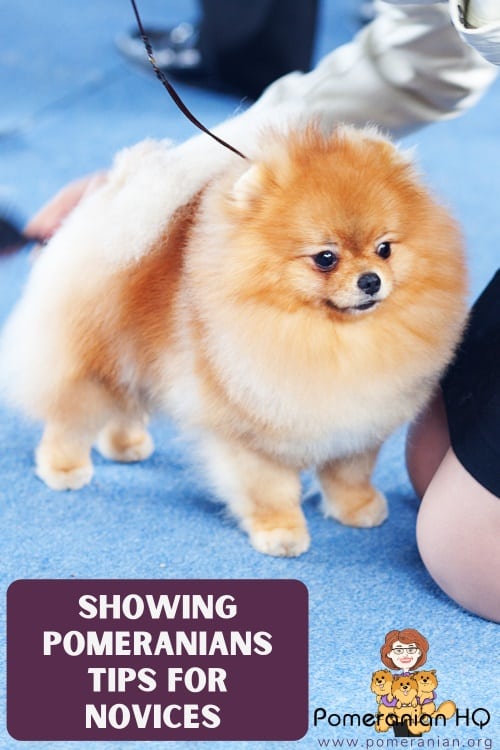 Showing Pomeranians