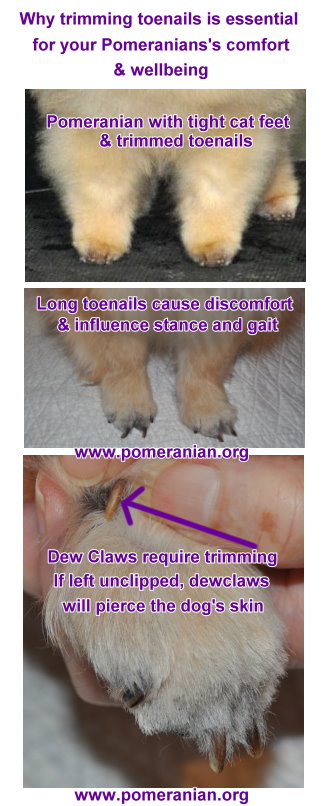 why you should trim your Pomeranian's toenails
