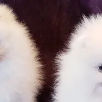 White Pomeranian Puppies