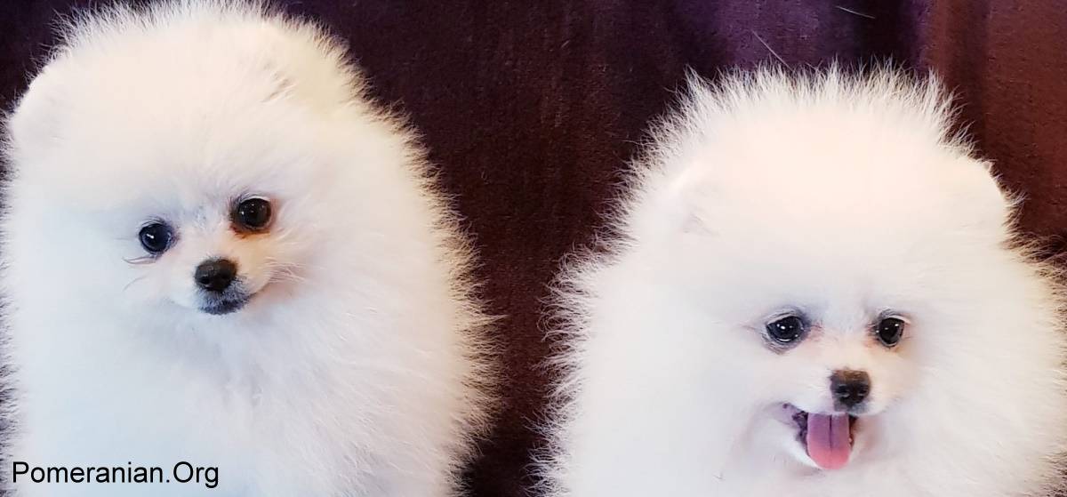 White Pomeranian Puppies