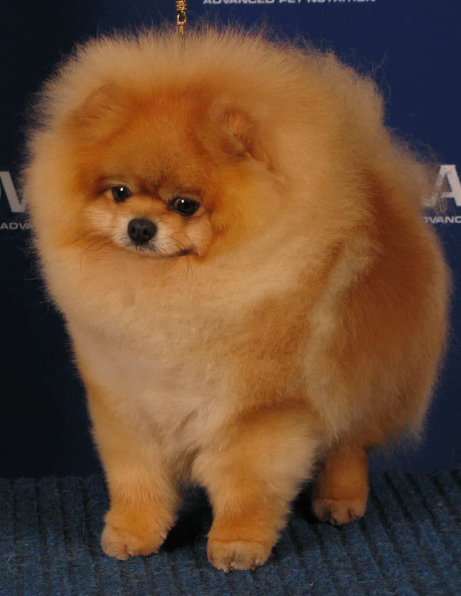 pomeranian puppy uglies