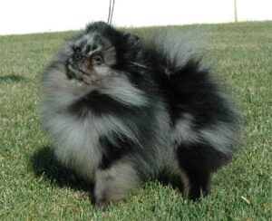 Blue Merle Pomeranian ( photo courtesy of Thanks to Alane Levinsohn)