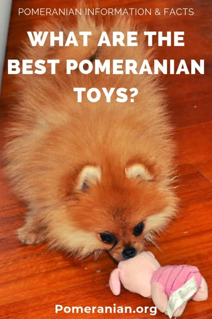 What are the Best Pomeranian Toys?