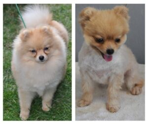 Shaved Pomeranian