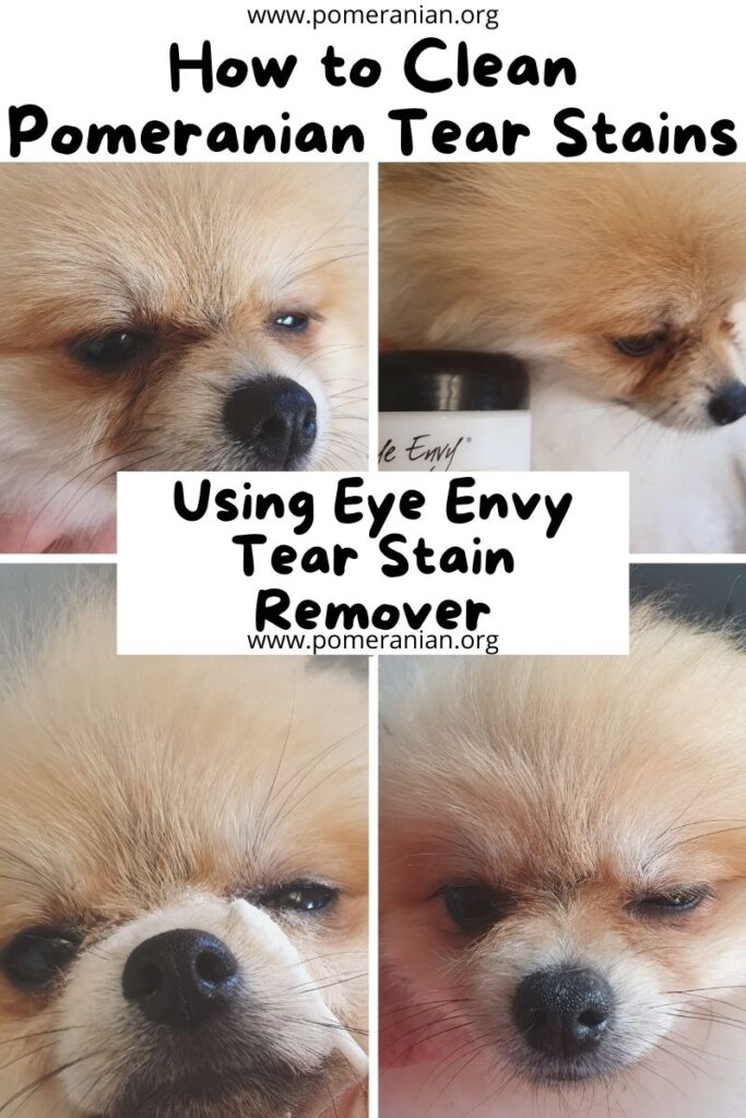 Pomeranian 2025 eye stain