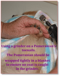 How to cut Pomeranian nails with a grinder.