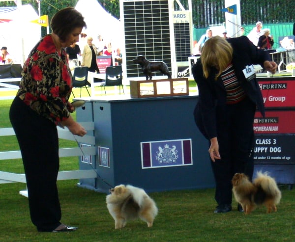 Exhibiting a Pomeranian dog