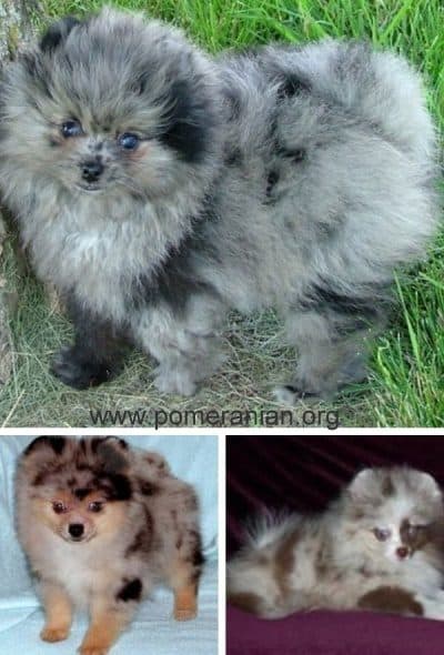 blue merle pomeranian