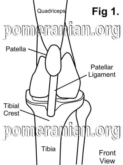 Normal patella. Why is my Pomeranian Limping