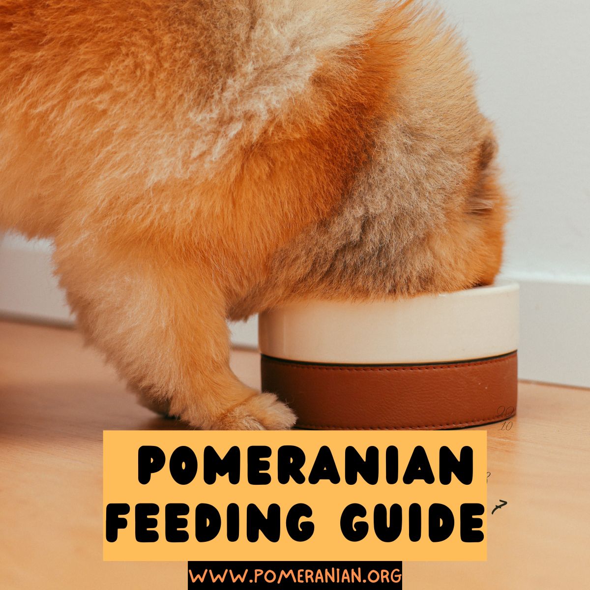 Pomeranian Feeding Guide