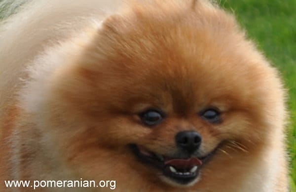 Pomeranian Teeth