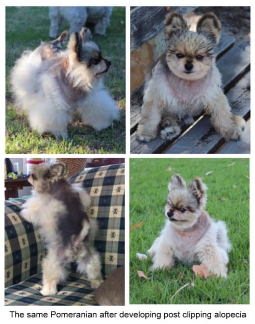 should pomeranians be shaved