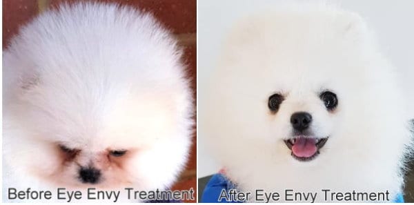 Pomeranian hot sale tear stain