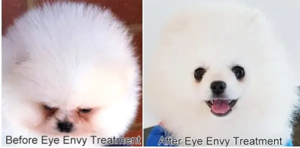 Pictured Above: Pomeranian tear stains. Before and after using the recommended tear stain remover product.