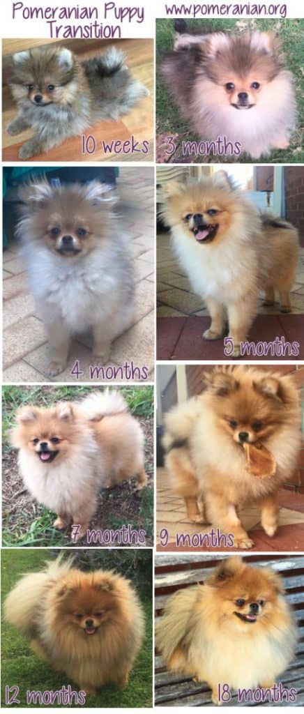 Pomeranian Puppy Uglies