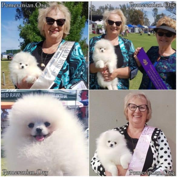 How to Remove and Prevent Pomeranian Tear Stains