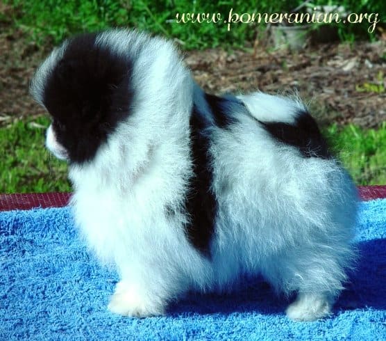 parti pomeranian