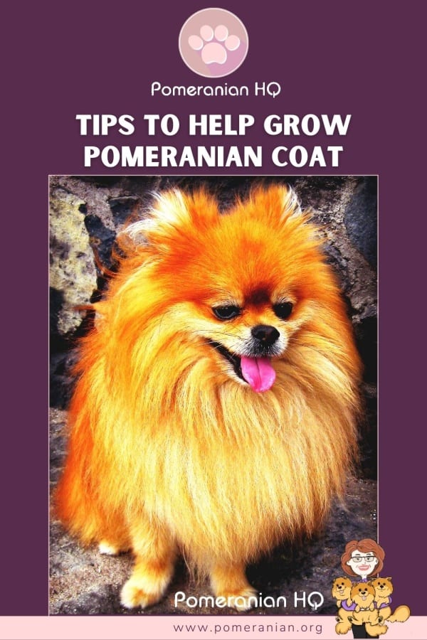 Best vitamins for pomeranian sale