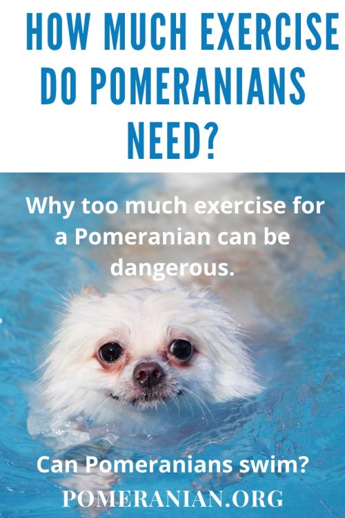 How much exercise do Pomeranians need?
