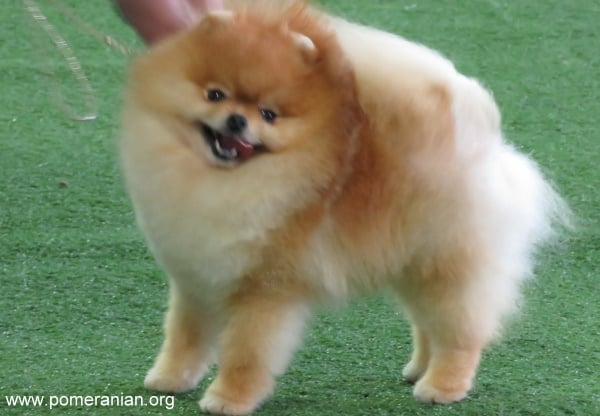 A Pomeranian Dog