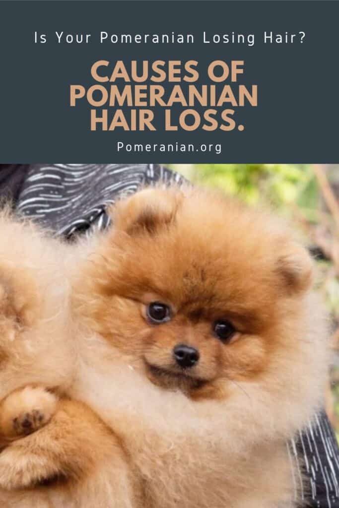 Pomeranian best sale fur loss