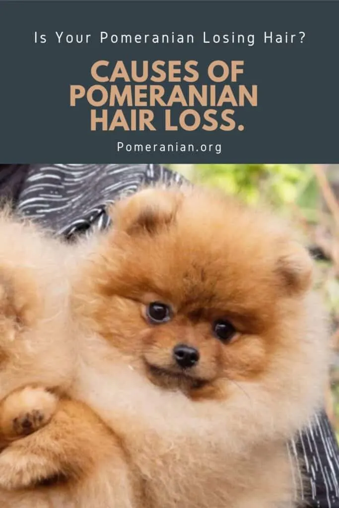 why do pomeranians lose their hair