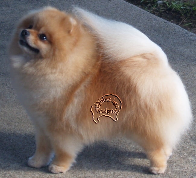 Growing Coat on your Pomeranian