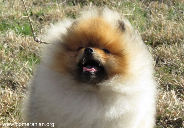 Dochlaggie: Champion Pomeranian Breeder Australia