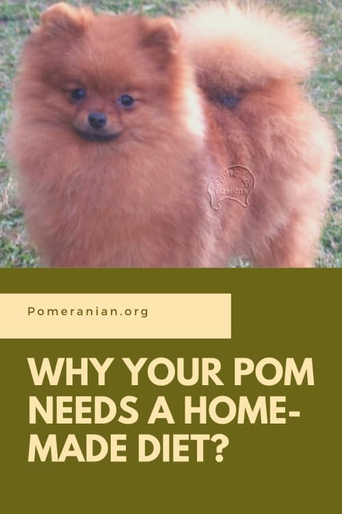 Why your Pomeranian Needs a Home cooked diet