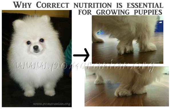 Pomeranian puppy food clearance chart