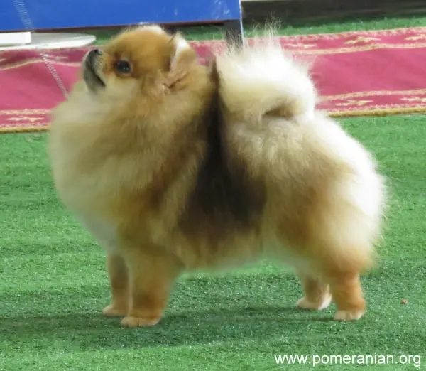 Pomeranian Exercise