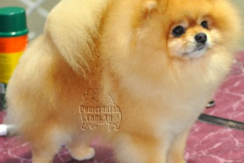 How to Cut Pomeranian Nails