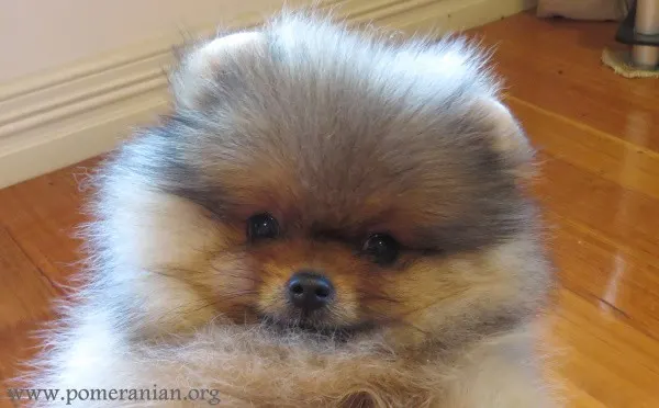 Orange Pomeranian Pup