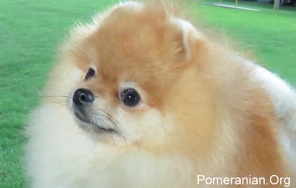 Pomeranian Dog