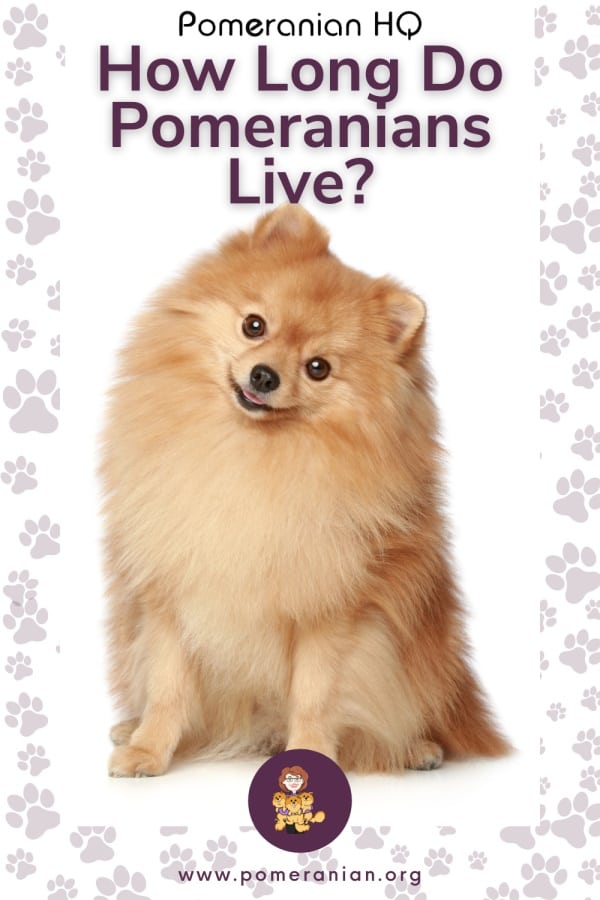 Pomeranian Life Span